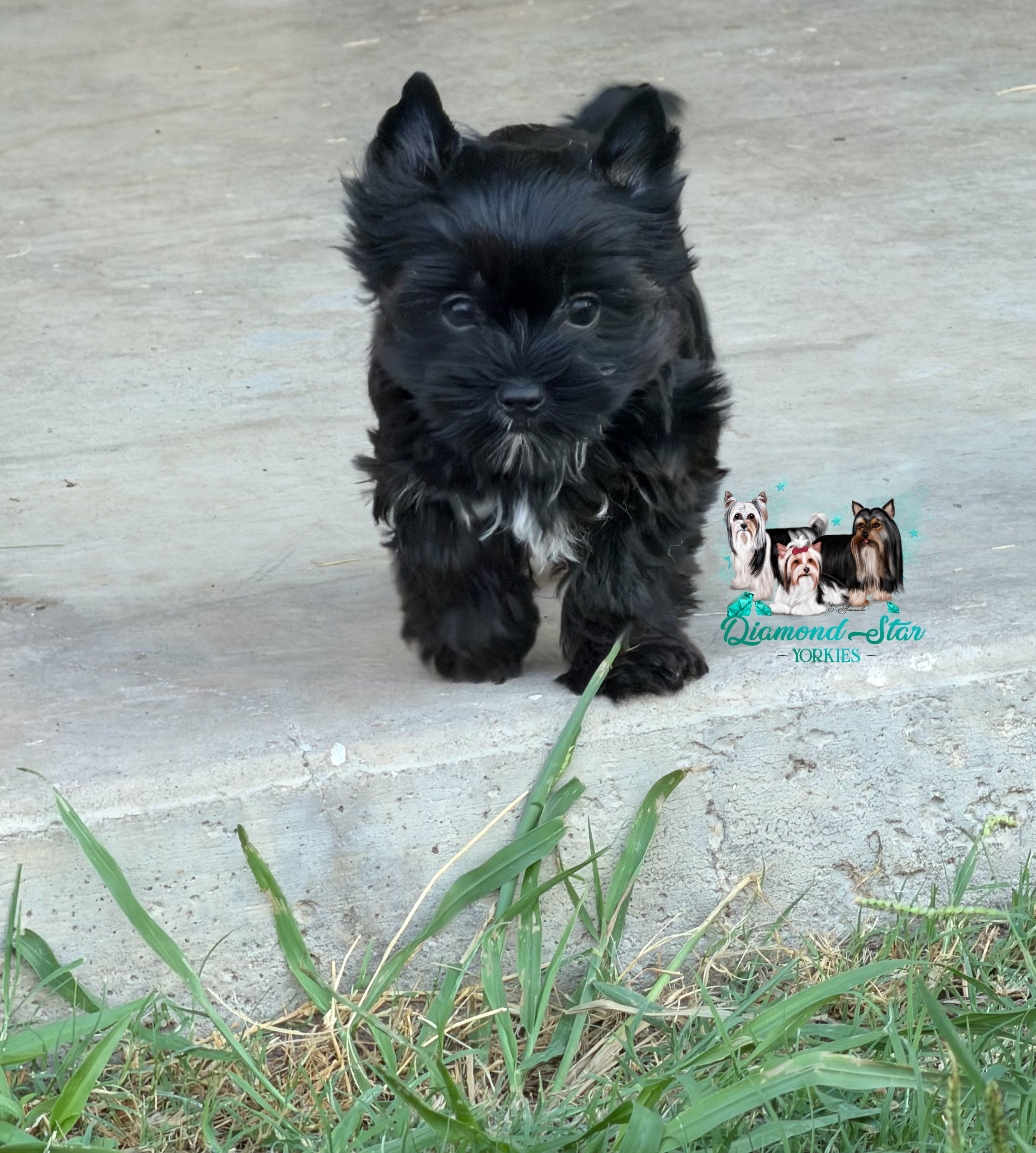 KB Black, Yorkshire Terrier puppy — photo 2 of 4