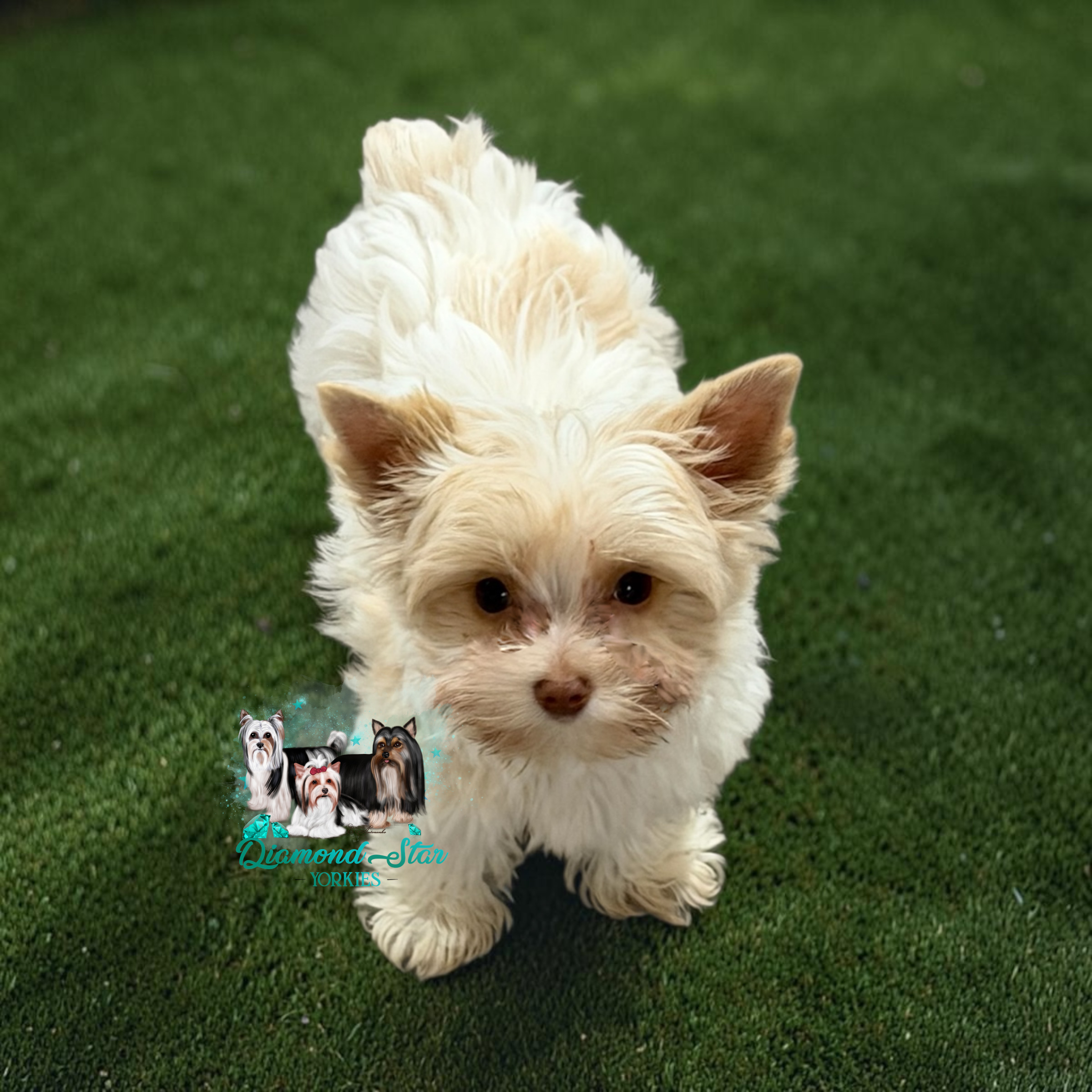 Yorkshire Terrier at Diamond Star Yorkies