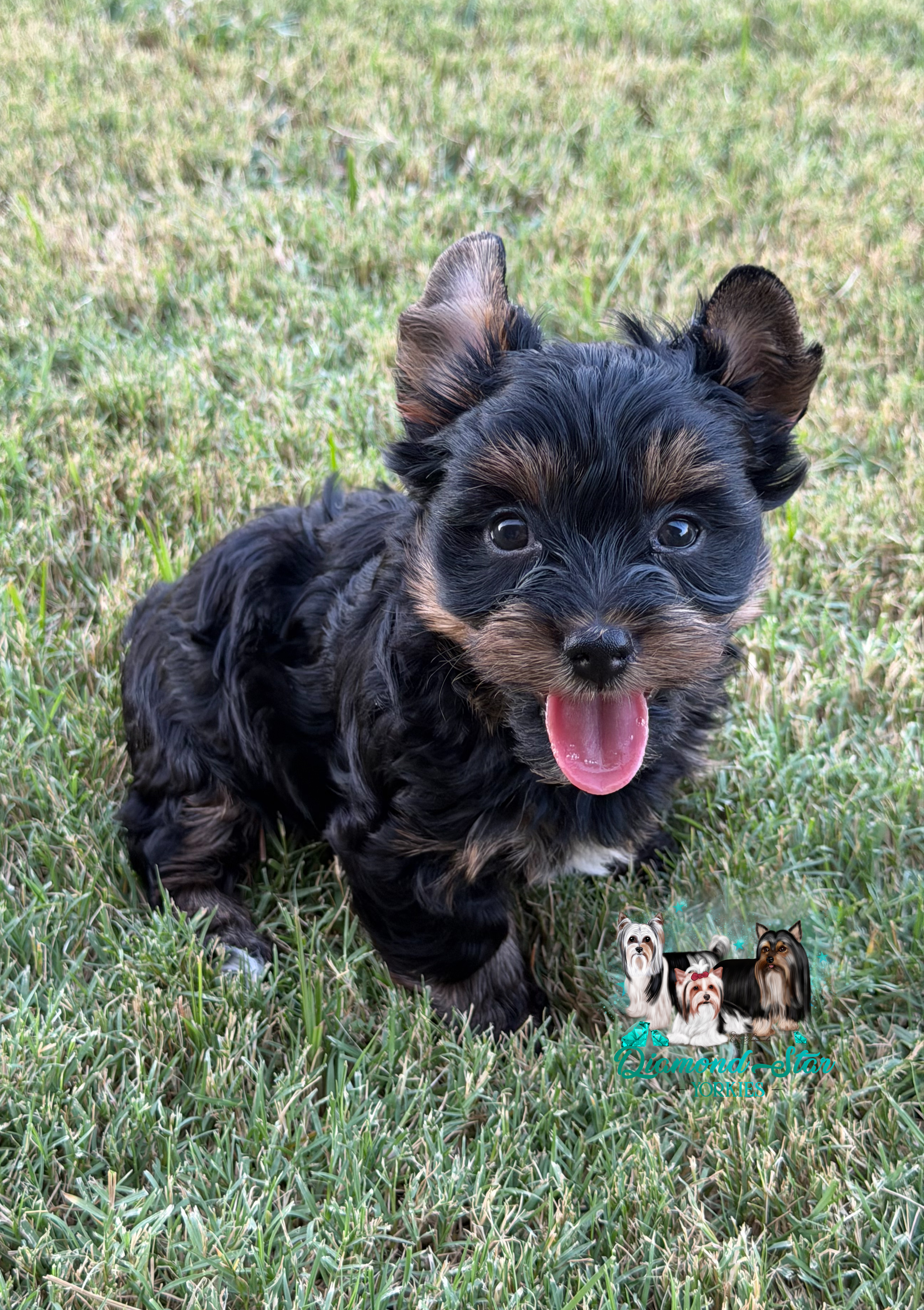 Traditional , Yorkshire Terrier puppy — photo 3 of 5