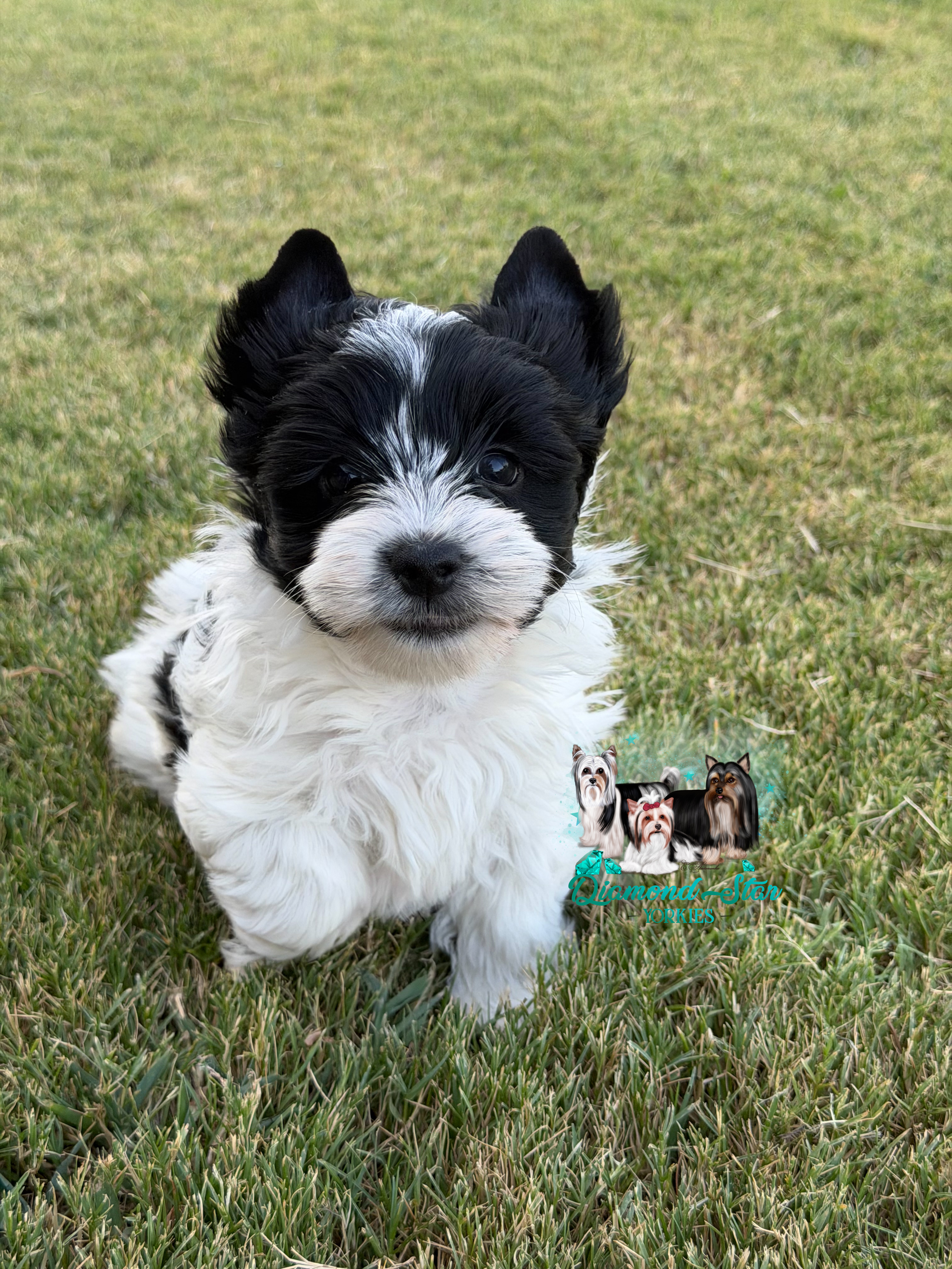 Yorkshire Terrier at Diamond Star Yorkies