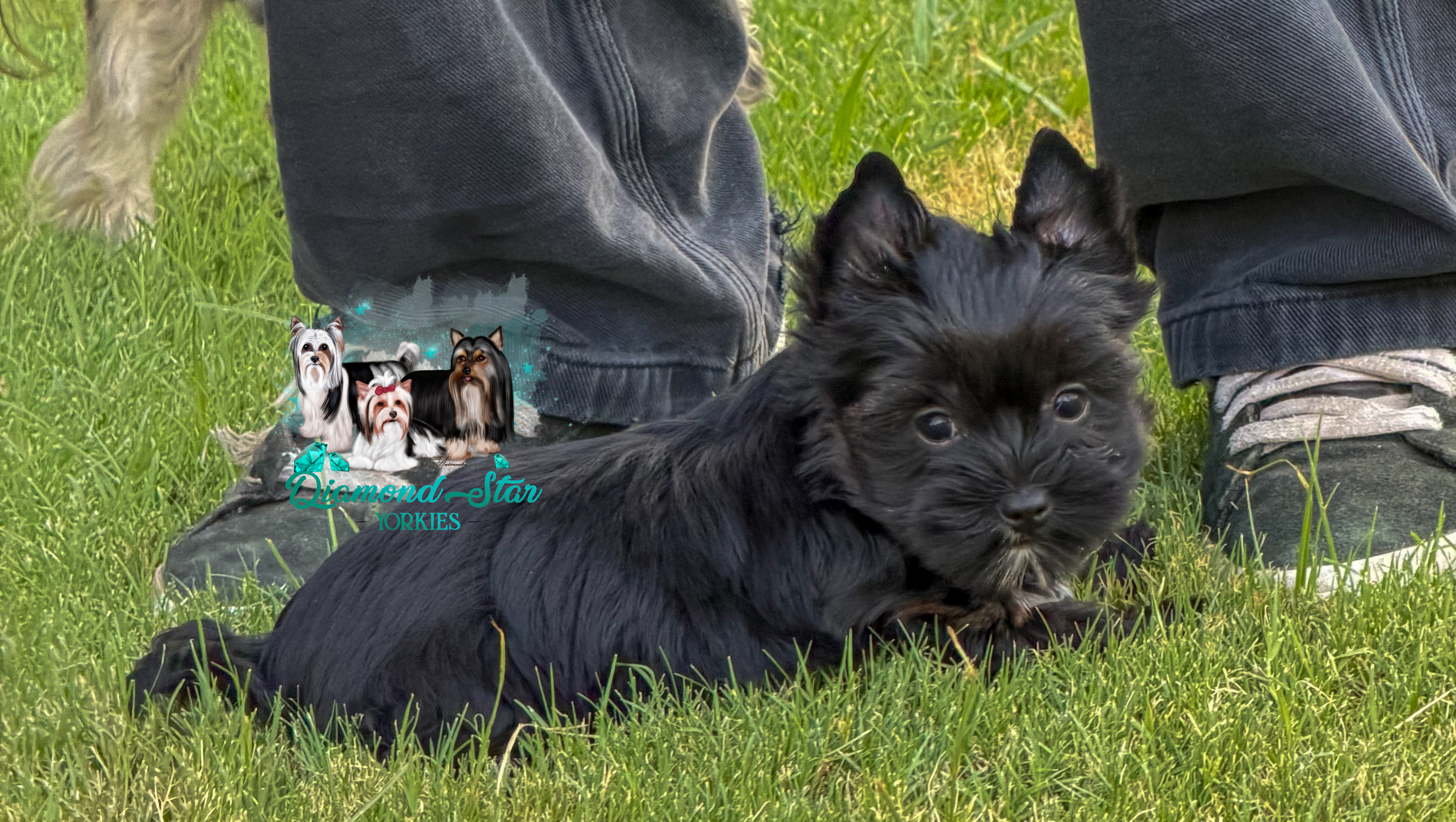 KB Black, Yorkshire Terrier puppy — photo 3 of 4