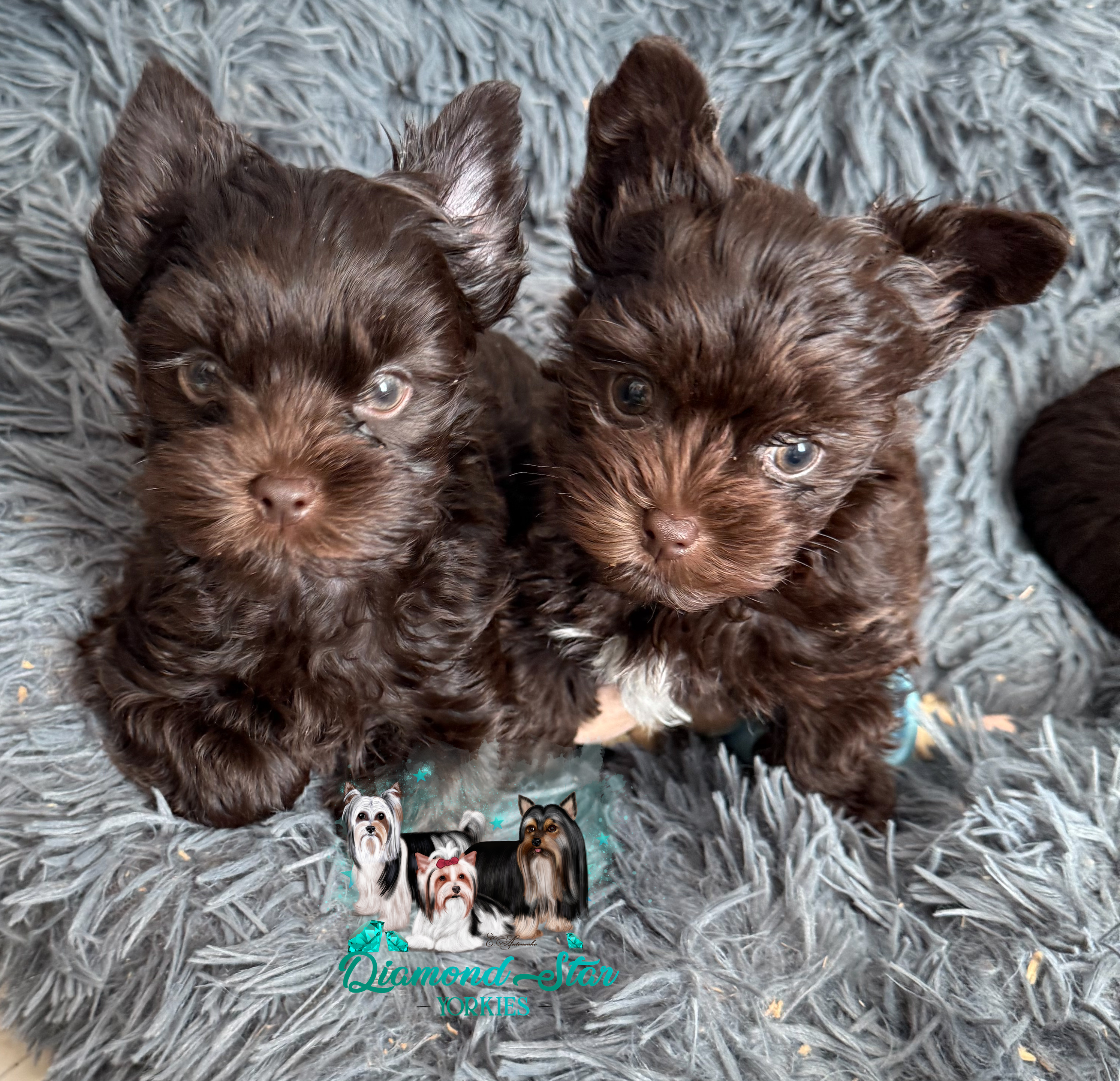 Yorkshire Terrier at Diamond Star Yorkies
