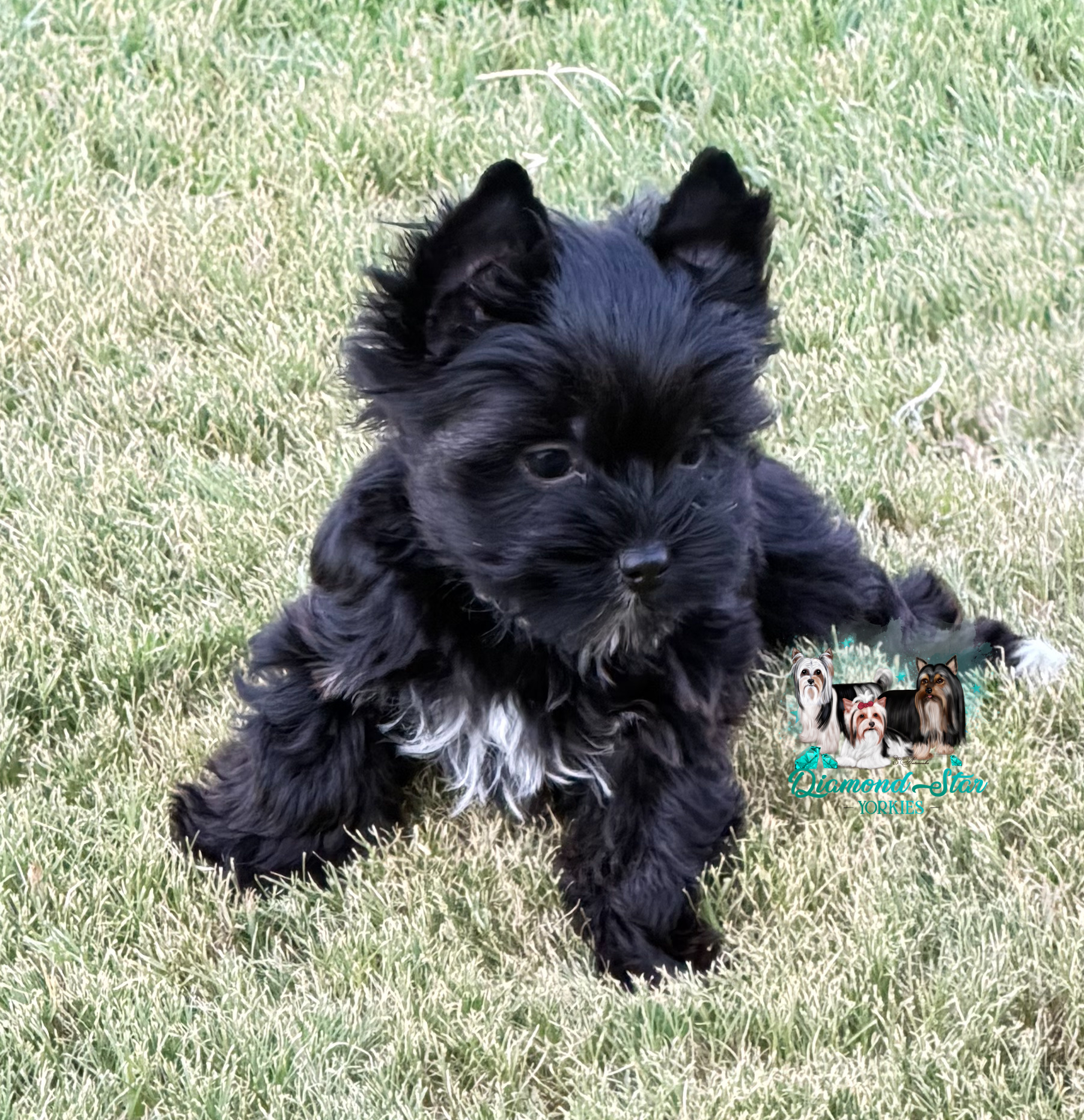 Yorkshire Terrier at Diamond Star Yorkies