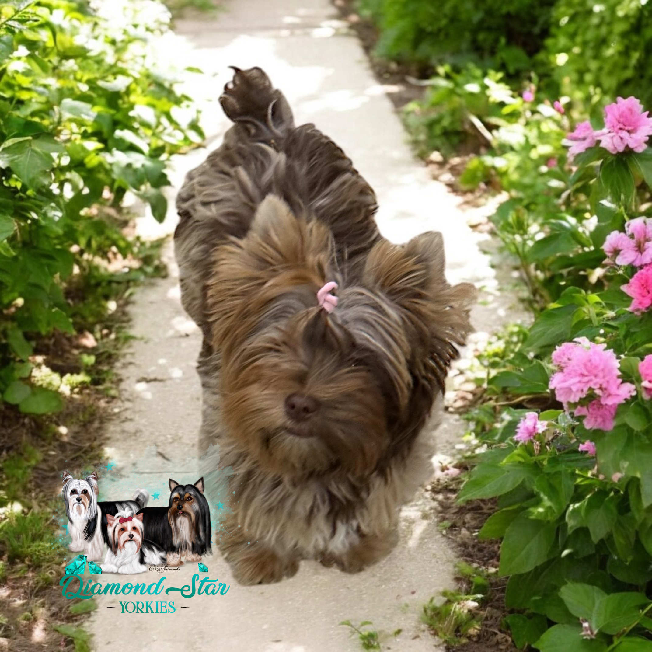 Hadley Jo, Yorkshire Terrier dam — photo 3 of 4