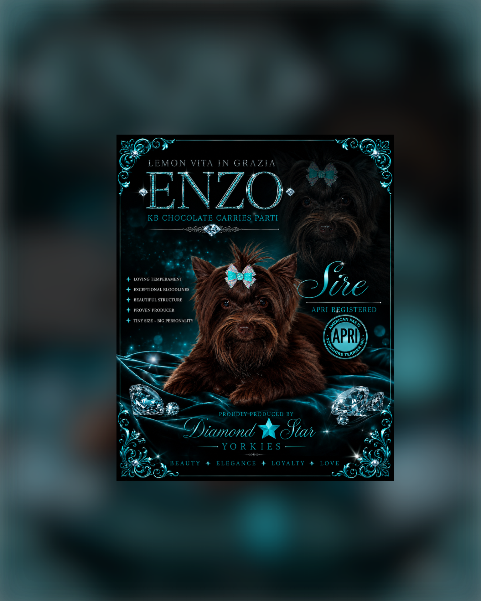 Enzo, Yorkshire Terrier sire — photo 1 of 7