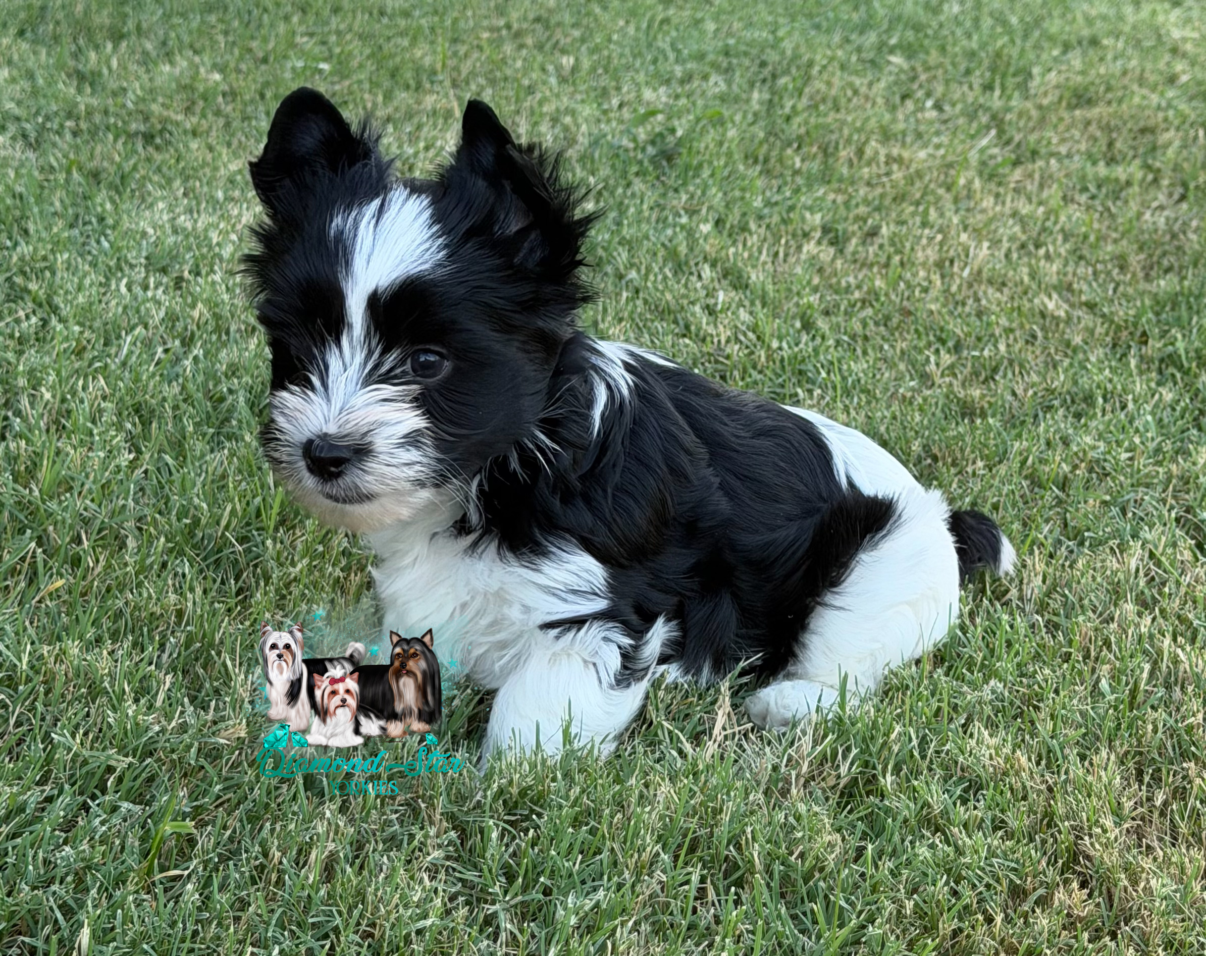 KB Parti, Yorkshire Terrier puppy — photo 4 of 4