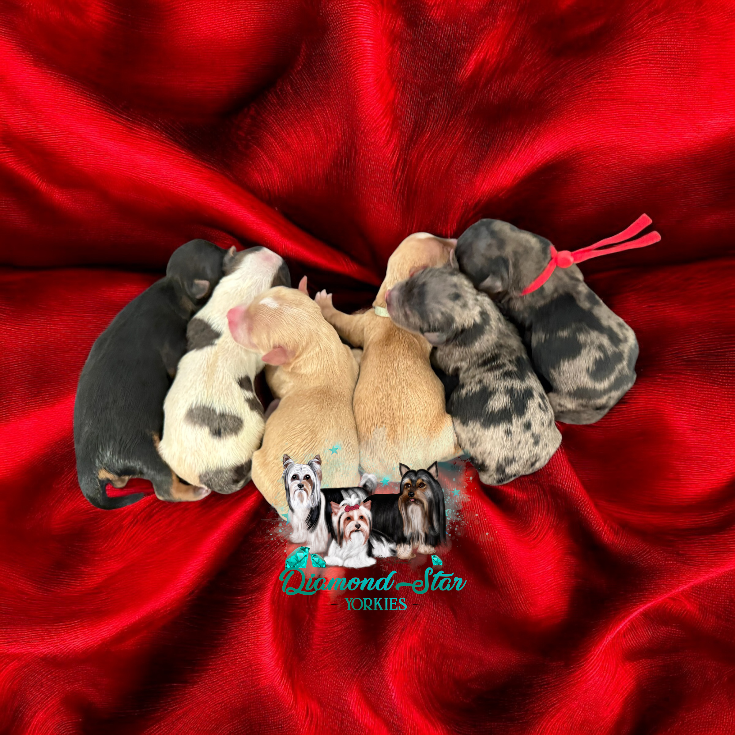 Yorkshire Terrier at Diamond Star Yorkies