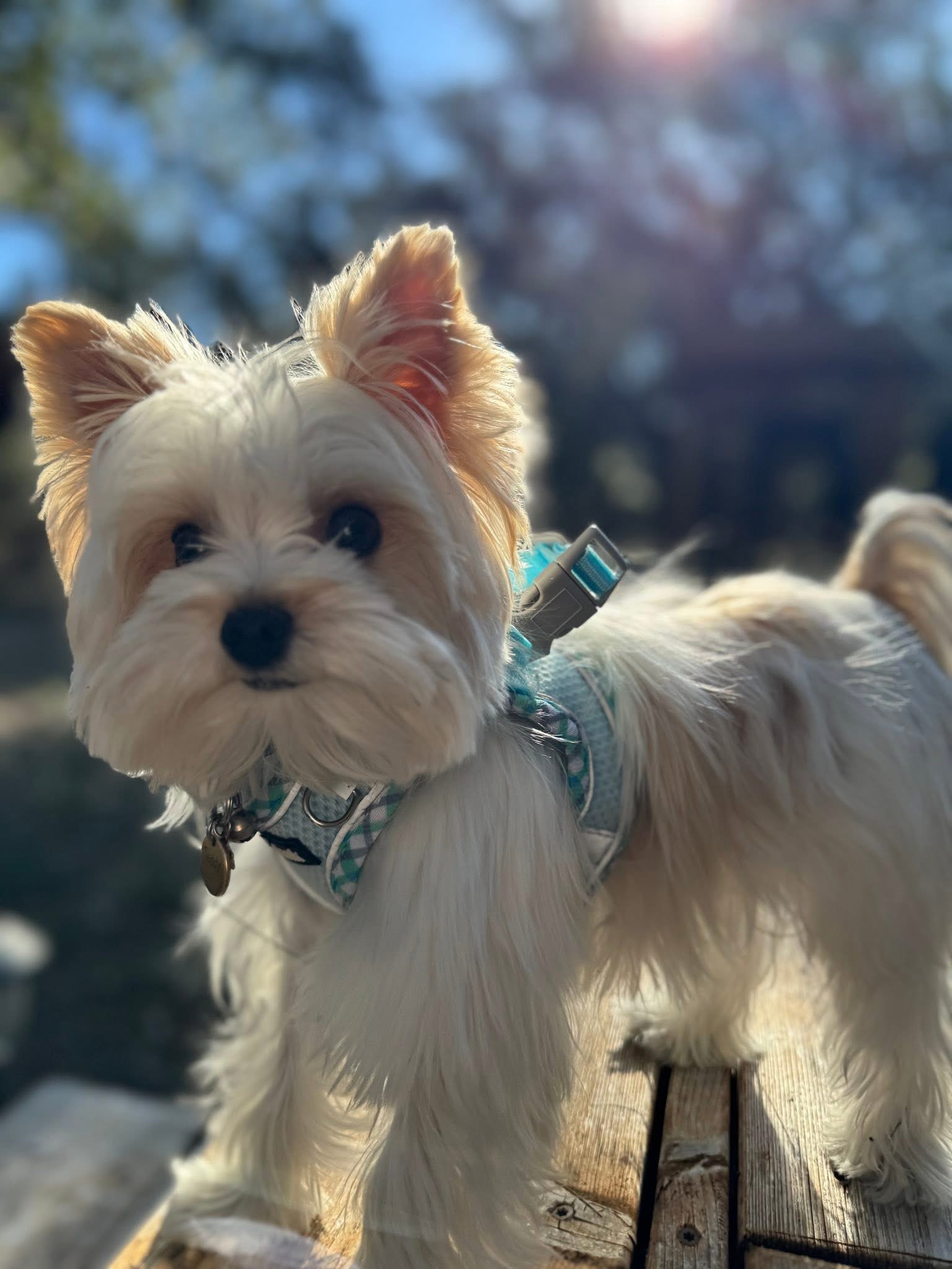 Yorkshire Terrier at Diamond Star Yorkies