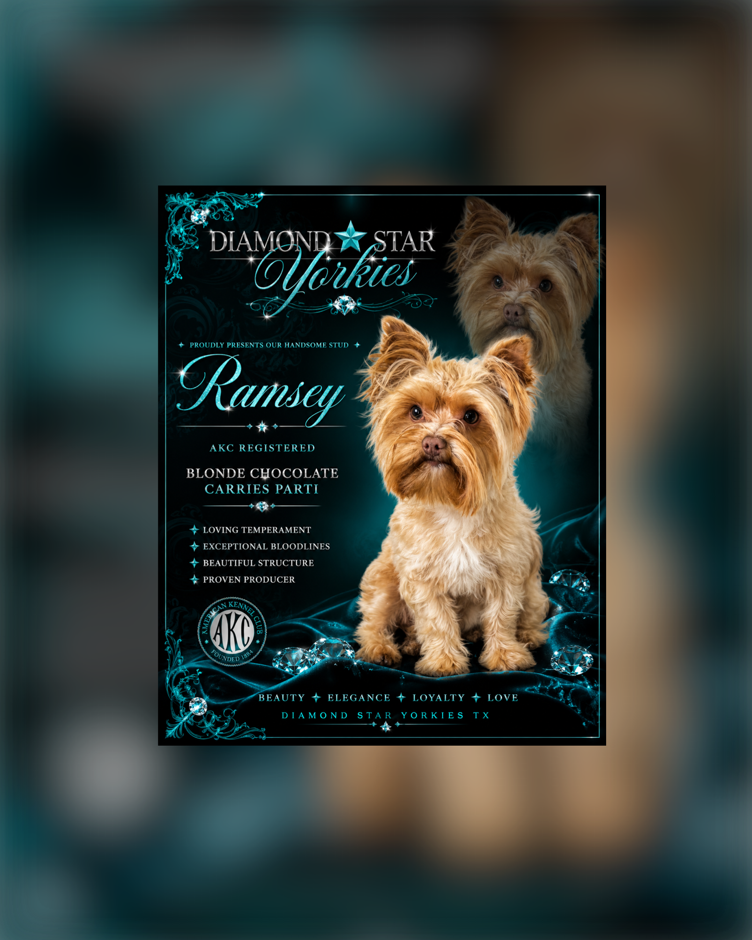 Ramsey, Yorkshire Terrier sire — photo 1 of 3