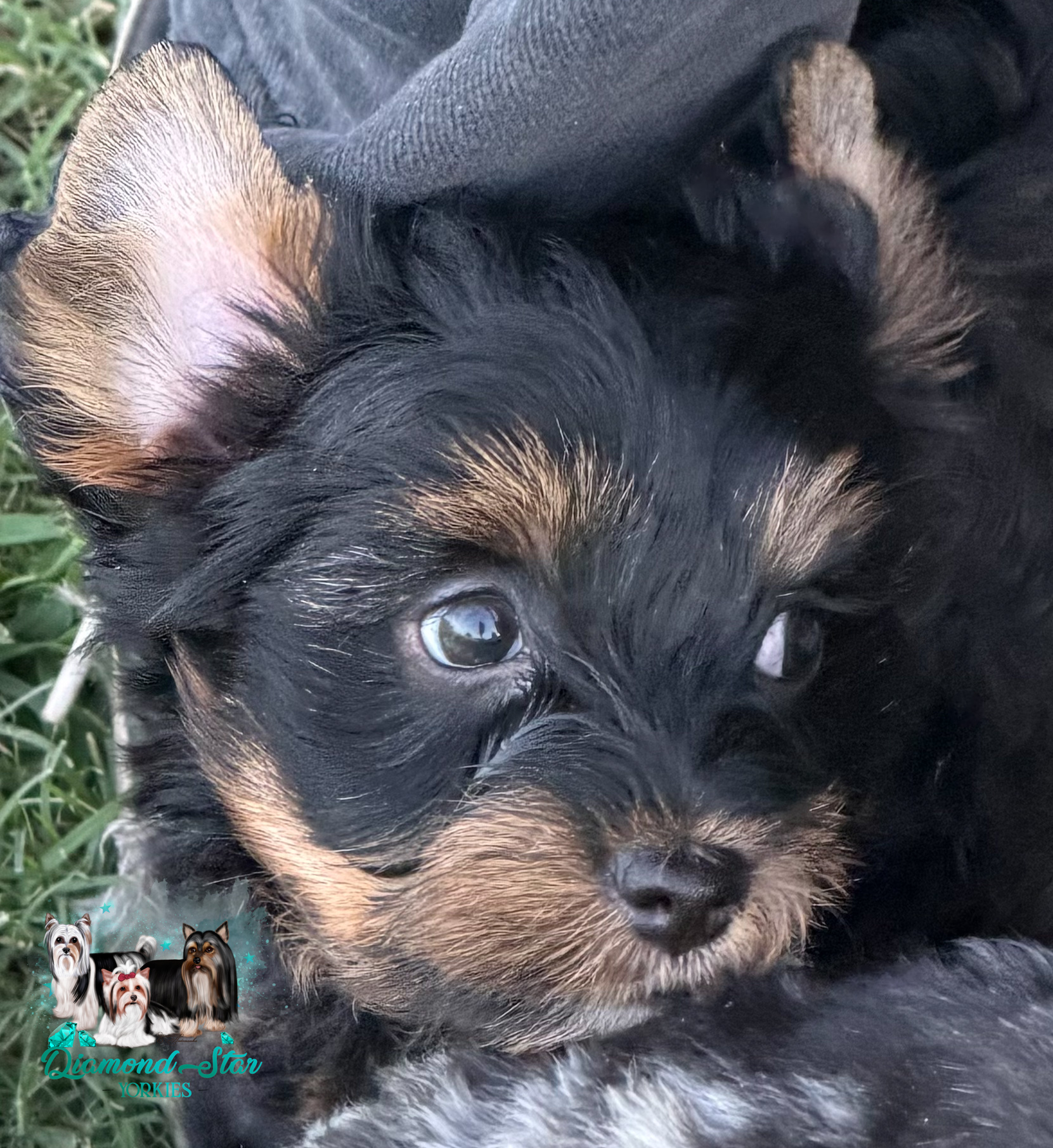 Traditional , Yorkshire Terrier puppy — photo 5 of 5