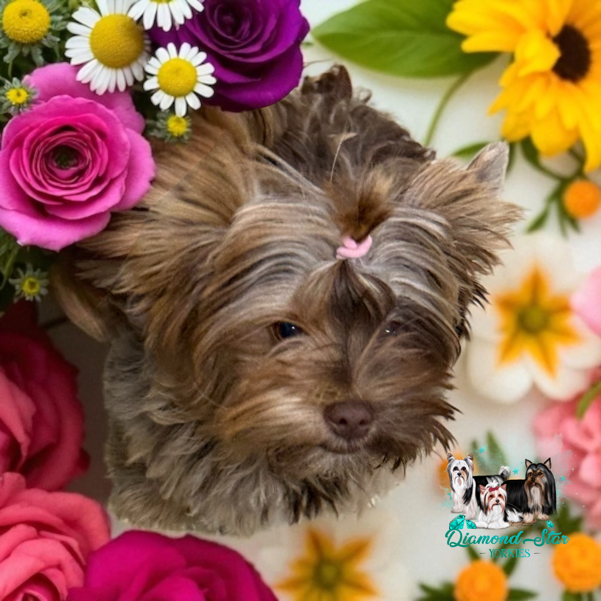 Hadley Jo, Yorkshire Terrier dam — photo 4 of 4