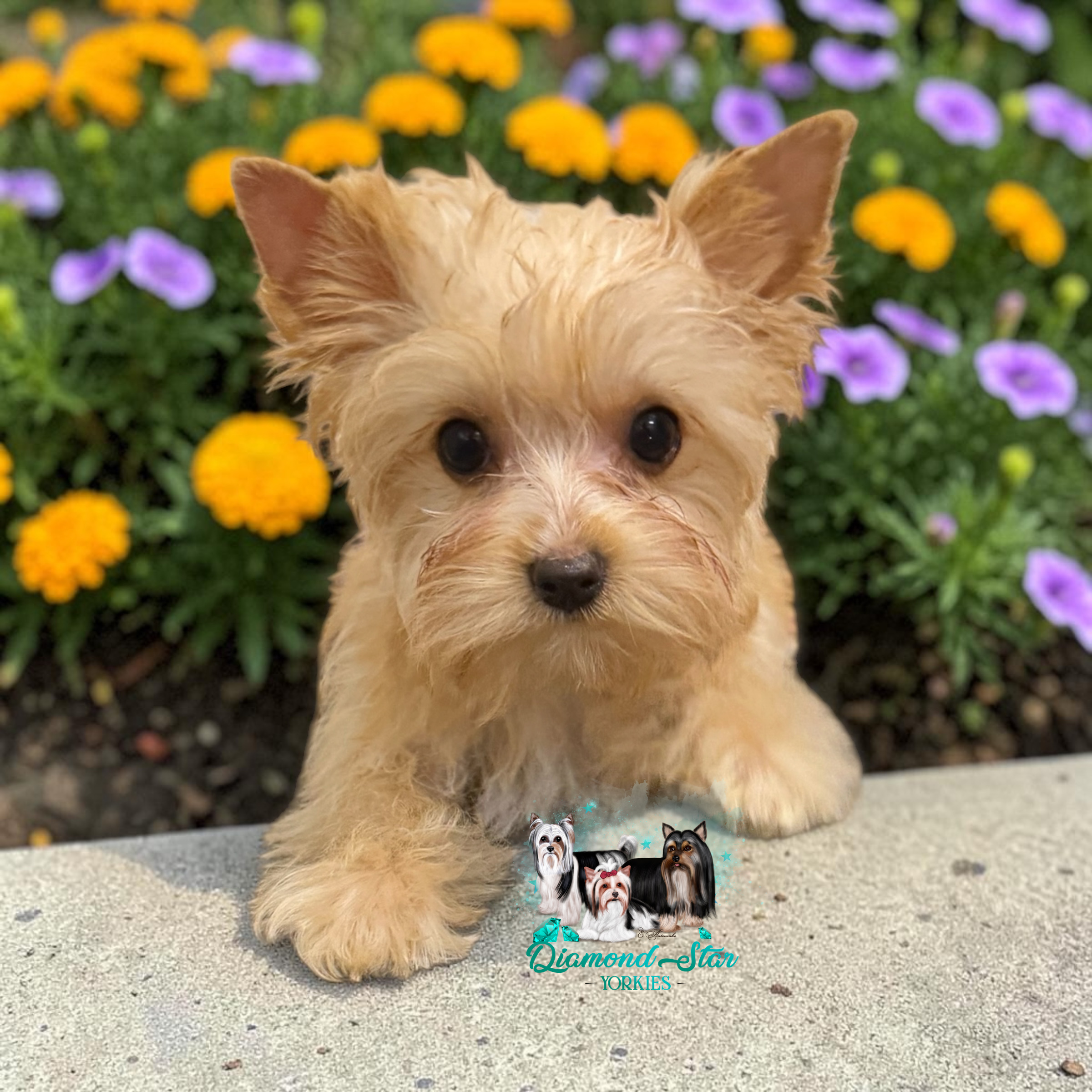 Chicken Nuggets, Yorkshire Terrier puppy — photo 2 of 3