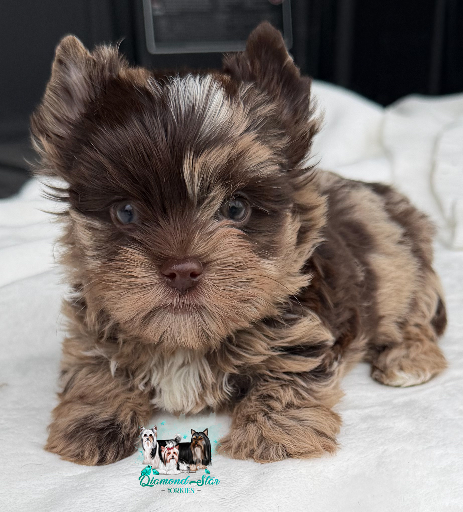 Yorkshire Terrier at Diamond Star Yorkies