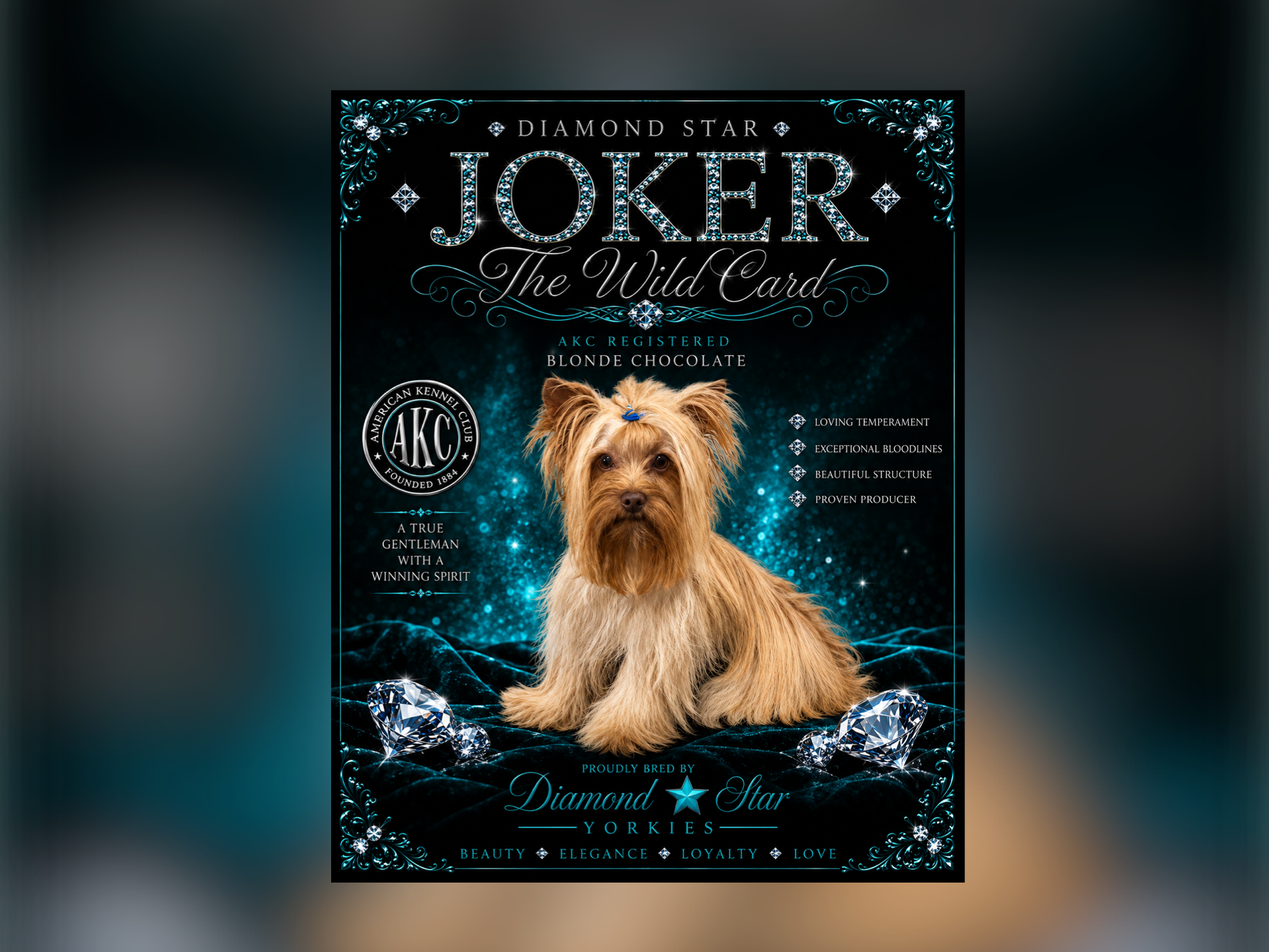 Joker, Yorkshire Terrier sire — photo 1 of 4